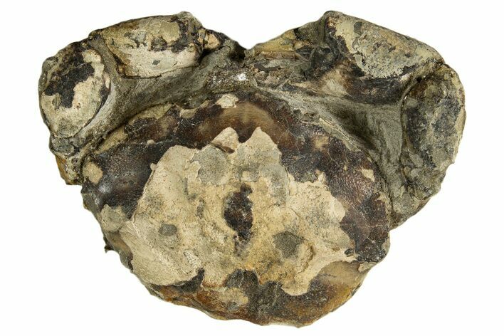 Oligocene Fossil Crab (Branchioplax) - Washington State #338074